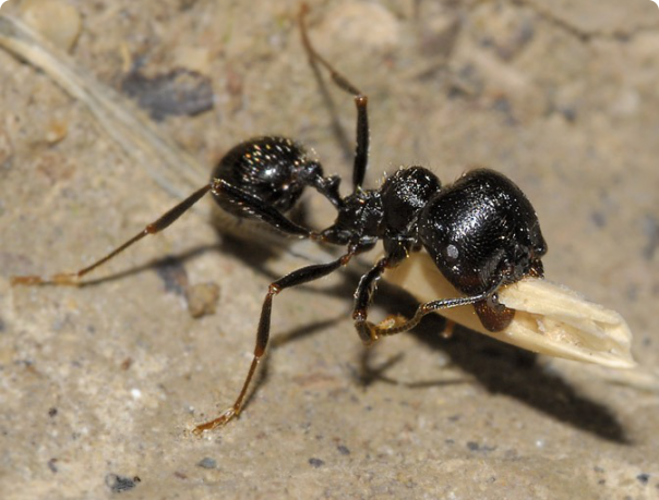 Внешний вид муравья жнеца