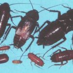 Черные тараканы и различные формы их жизни