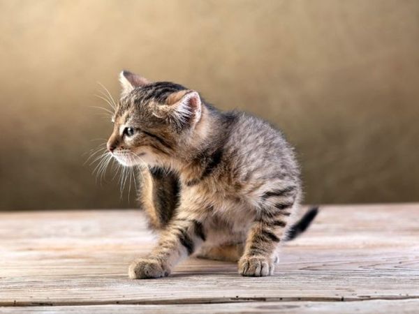 Клещ может заразить кошку множеством заболеваний