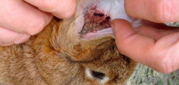 На коже кролика могут образовываться язвы 