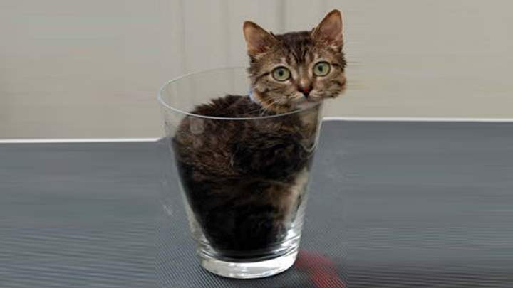 Кот, помещающийся в стакане – мистер Пибблз