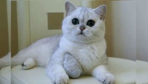 Плюшевые питомцы – это кошки, чей мех - короткий и густой - на ощупь напоминает плюш