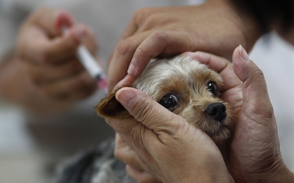 Для того чтобы защитить животное от заражения следует обязательно делать прививки