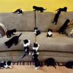 Кошки и котята на диване