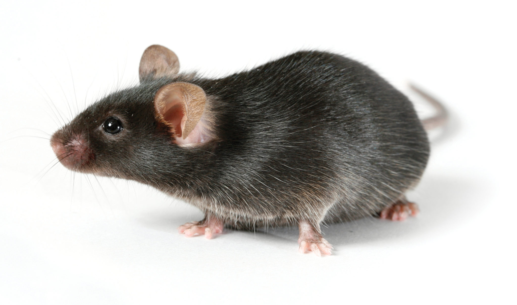Фото мыши в профиль