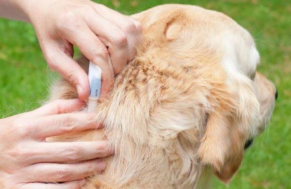 Защитить собак от клещей помогут капли
