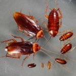 Различные формы жизни тараканов