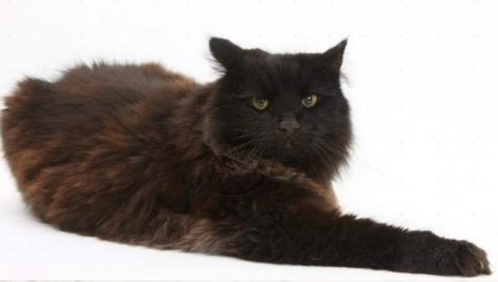 Йоркская шоколадная порода кошек характеризуется стройным телом и пушистым меховым покровом