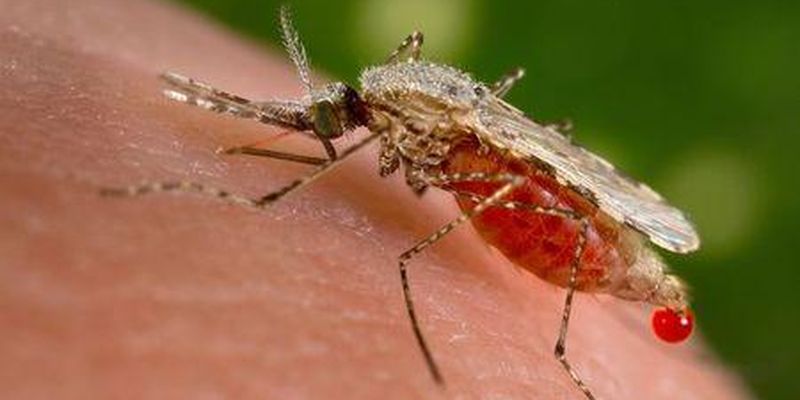 Причины малярии