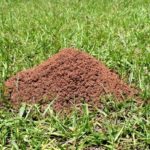 Колония муравьев на газоне