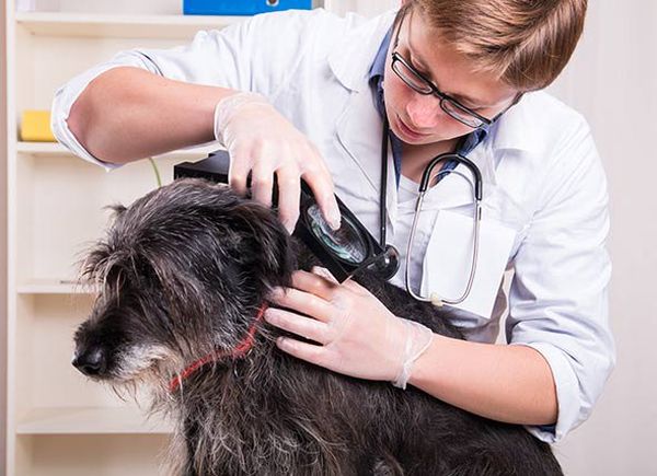 Лечение пироплазмоза начинается у ветеринара
