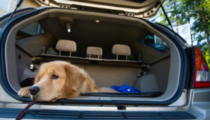 аксессуары для перевозки собак в автомобилях