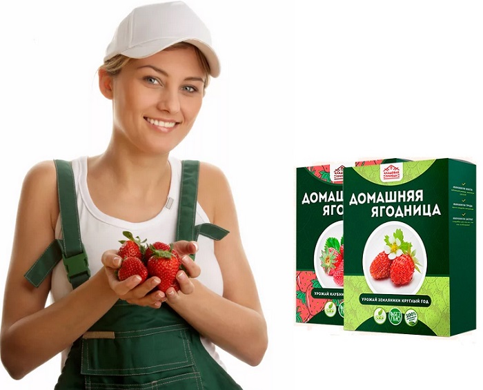 Домашняя ягодница &quot,Кладовая природы&quot, для выращивания клубники: до 10 кг в месяц с каждого куста!
