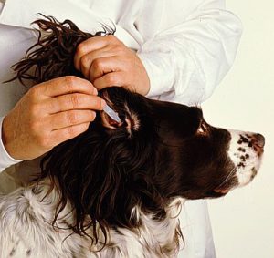 медикаментозное лечение отита у собак
