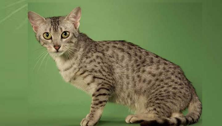 Считается, что предками этой породы были магические кошки Древнего Египта, хотя выведена порода в Америке