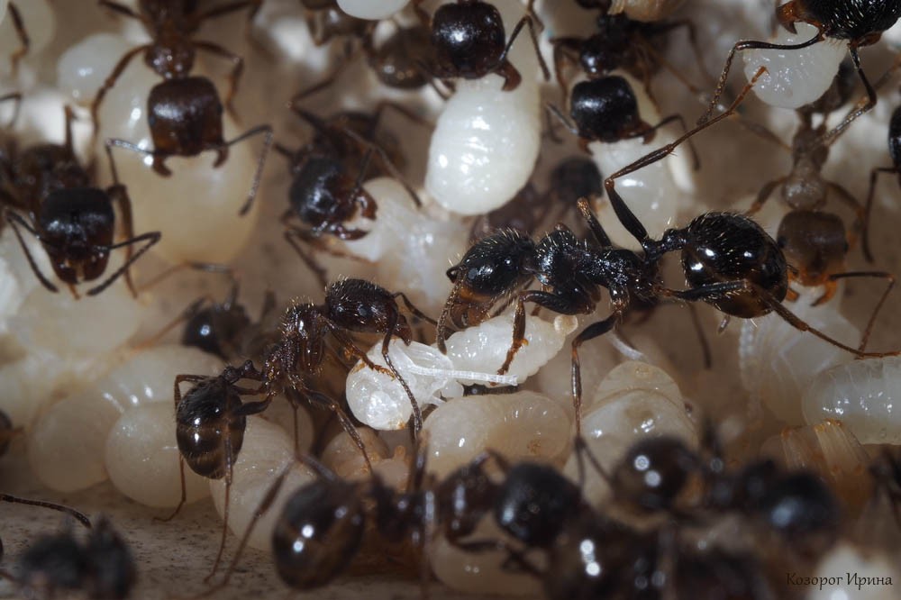 Куколки муравьев. Личинки муравьев (муравьиные яйца). Messor structor личинки. Муравьи яйца личинки куколки. Куколки муравьев муравьиные яйца.