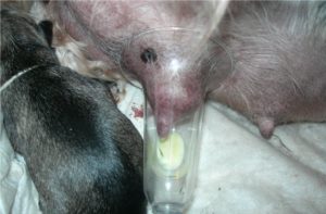 сцеживание молока у собаки