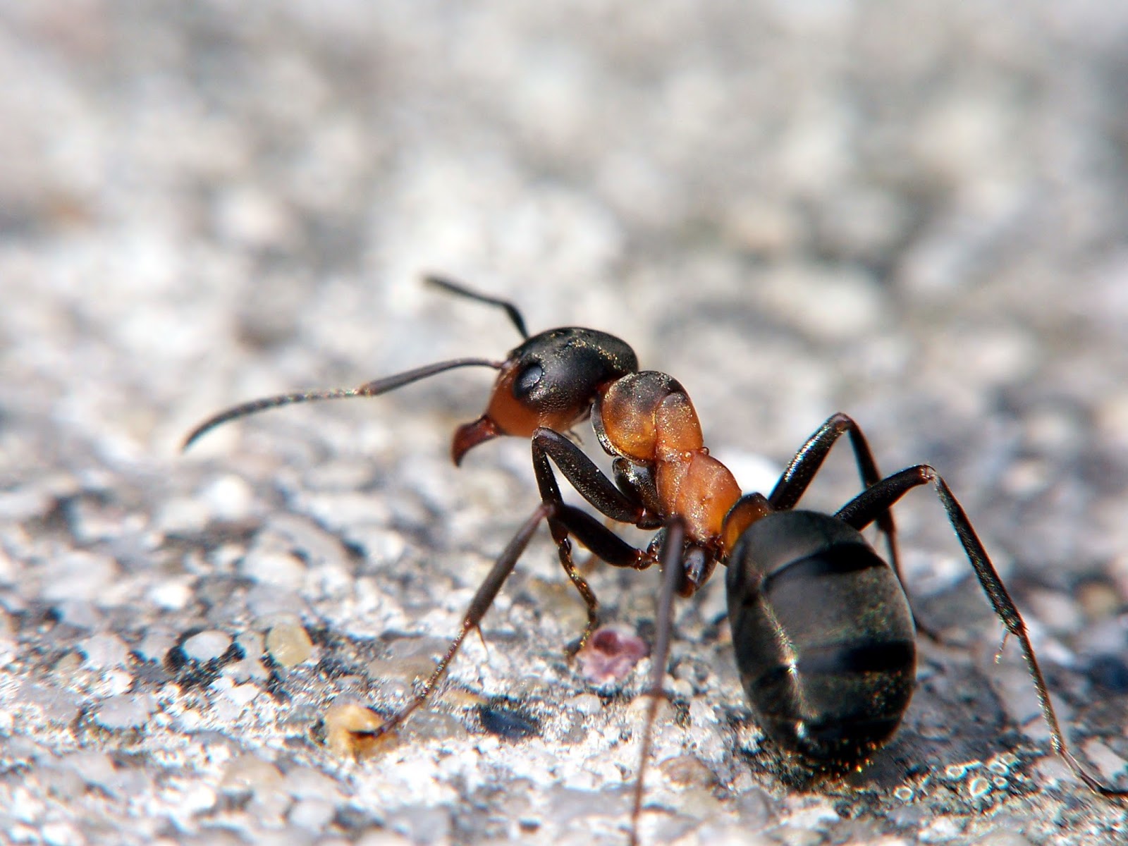 Вид рыжего муравья в естественной природе