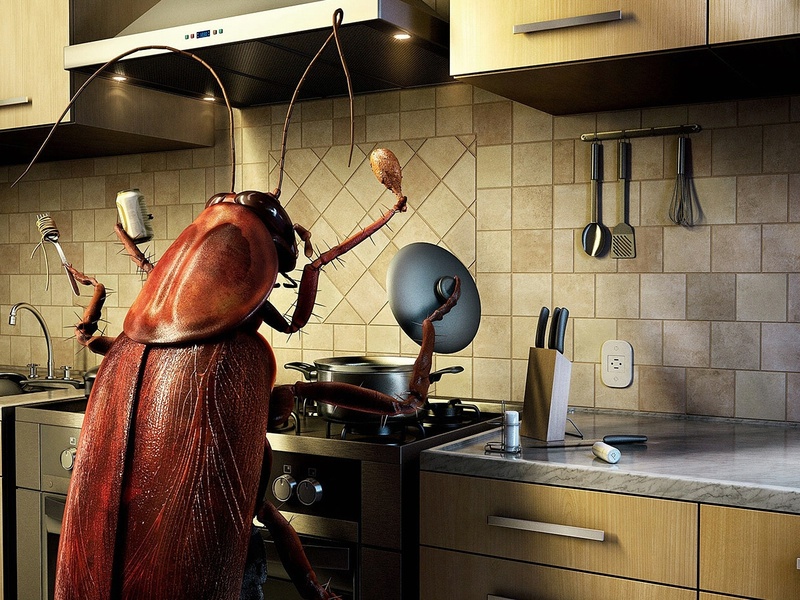 Иллюстрация &quot,Рыжий таракан на кухне&quot,