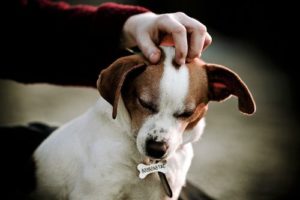 риск заражения гельминтами от собаки