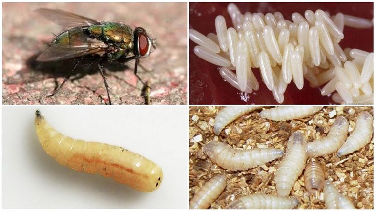 Образ жизни личинок мухи
