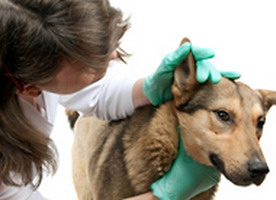 лечение отита у собак