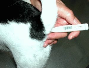 измерение температура у собак