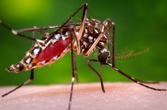 Опасный комар - переносчик малярии