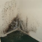 Бактерии на стене в доме