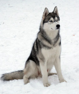 сколько стоят снежные собаки