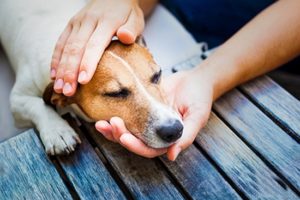 лечения запора у собак