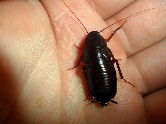 Фото черного таракана в ладони