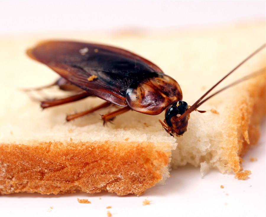 Рыжий таракан ест хлеб