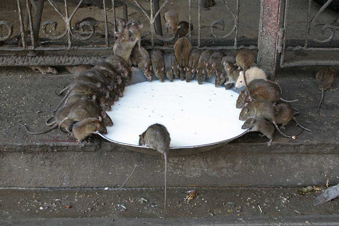 Крысиная отрава в домашних условиях