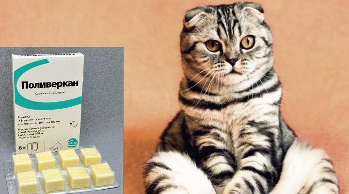 Некоторым кошкам нравится вкус сладковатой таблетки, и они едят ее с рук