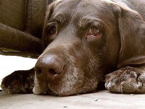 симптомы пироплазмоза у собак