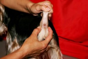 чистка параанальных желез у собак
