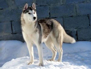 сибирские хаски – прямые потомки северных собак