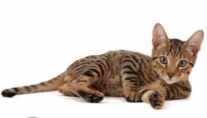 Американская кошка с африканской грацией – именно так можно описать кошек серенгети