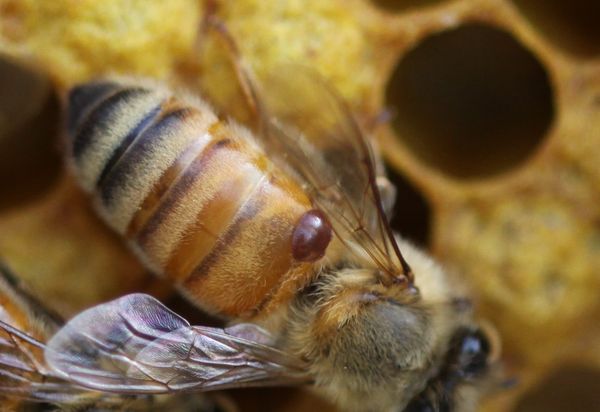 Пчела атакованная клещом может погибнуть