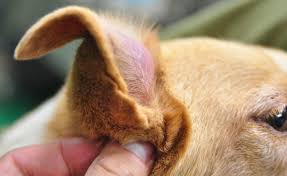 попадание инородного тела у собаки в ухе