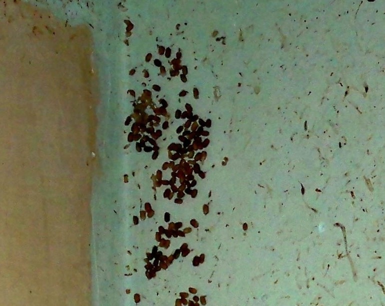 Фото яиц тараканов в жилом помещении