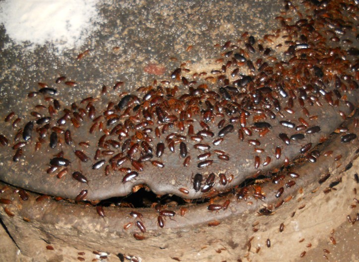 Тараканы лезут из канализации