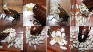 Результат размножения тараканов в доме