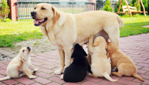 корм для беременных собак