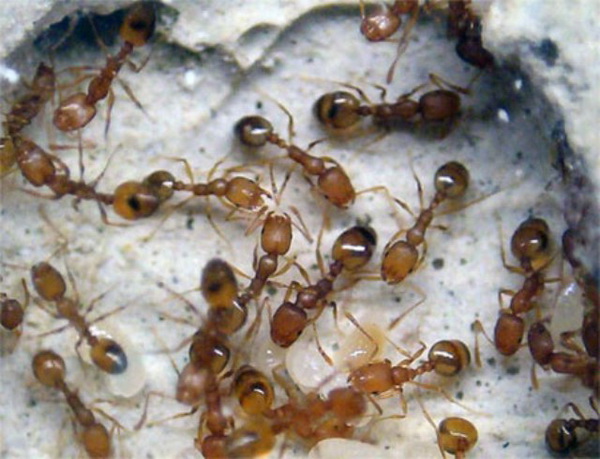 Выбираем лучший гель против муравьев