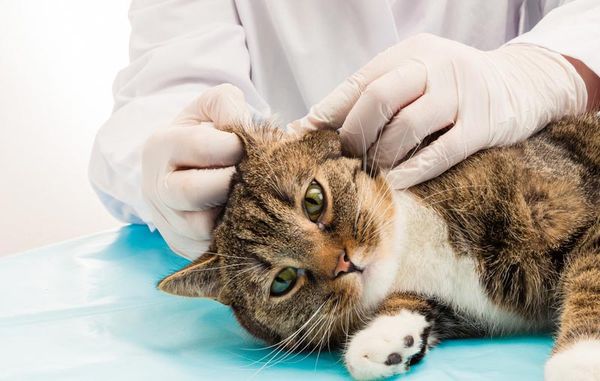 Лечить ушного клеща у кошек нужно незамедлительно