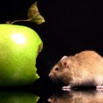 Чем отличается мышь от крысы: внешний вид и поведенческие особенности