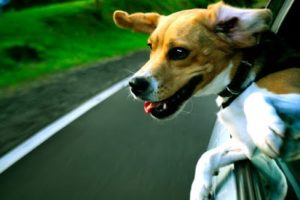 набор для длительной поездки собаки в автомобиле