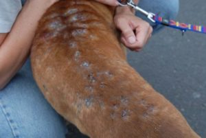 лечение демодекоза у собак